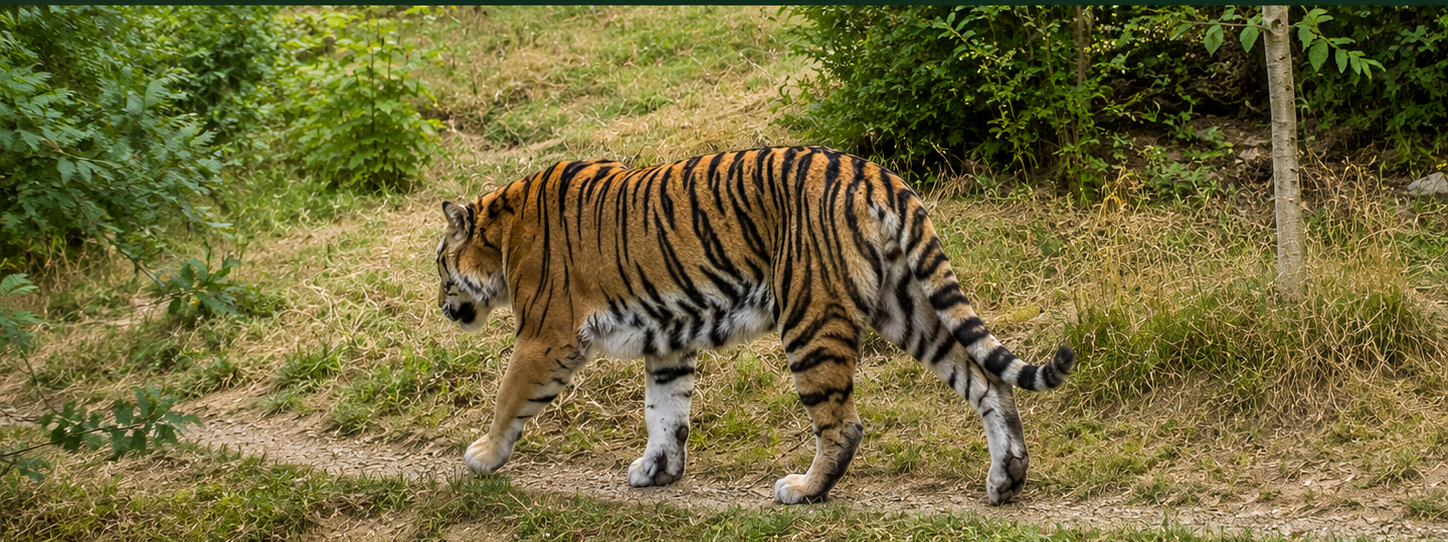 Dierenparken & gezinsuitjes